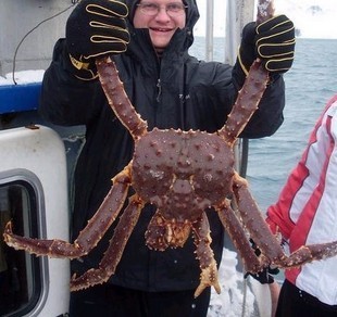 北京特产:蟹阿拉斯加鲜活帝王蟹 海鲜礼盒 海鲜