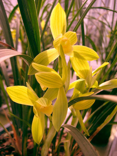 兰花---春剑篇 - 风轻云淡 - 风轻云淡