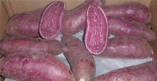 红薯 紫薯 绿色蔬菜 无公害 新鲜紫薯