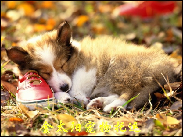 宠物托运,宠物运输,成都中转西昌,隔天到,5KG,