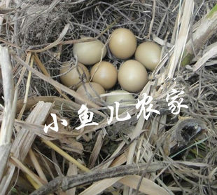  农家五谷杂粮 山鸡蛋野鸡蛋 七彩山鸡蛋不含有害成分非1元2元可比