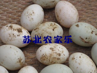  农家池塘散养 新鲜鸭蛋 补脑 孕妇佳品 去胎毒 另有散养草鸡蛋