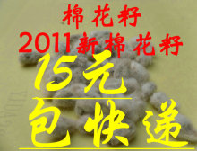 特价15元1斤包快递药用新棉花籽棉花种子棉子棉籽温肾补虚 心脏病