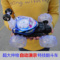 上下架计划:正品遥控翻转特技翻滚翻斗车超大号电动充电小孩儿童玩具汽车模型