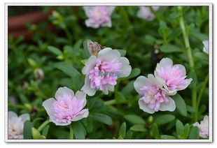 新品种重瓣马齿苋太阳花粉色-又名粉重楼扦插