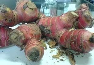  特价促销新鲜绿色蔬菜  南姜 山姜 高良姜 冬阴功汤料