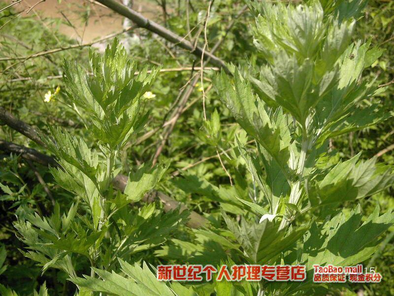 中药材艾草 艾叶（泡脚 祛痘)艾叶 艾绒泡脚养生必备 1克