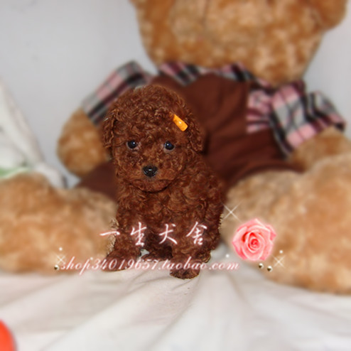 chengdu dog
