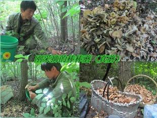  年新蘑菇东北榛蘑五常农家特产干货有机榛蘑绿色棒棒蘑野生菌