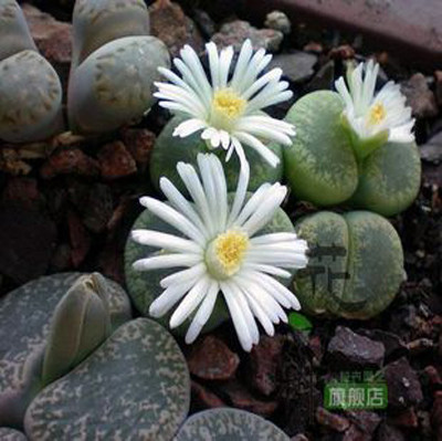 生石花/石头花/石生花 混色/迷你植物 约0.5-0.8cm现货2.5元