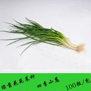 四季小香葱种子 四季可播种 100粒/元 蔬菜种子 小葱种子