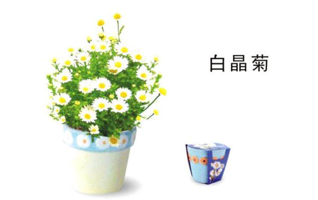 白晶菊