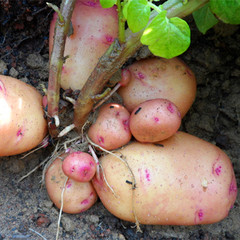 云南纯生态无污染迷你小土豆马铃薯当天采挖1斤有10-30个