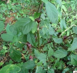 现挖野生土牛膝 土牛夕 蔡鼻草 土牛七 倒扣草倒钩草 粗毛牛膝