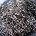 白花蛇舌草 清热解毒 肝炎 乙肝 大三阳 尿路感染 小儿肺炎 中药