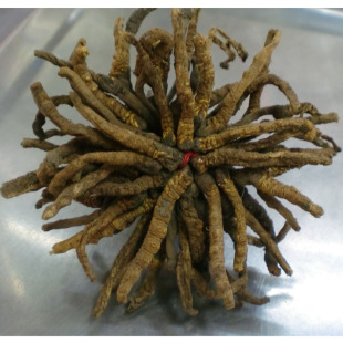  【假一罚三】正品西藏那曲冬虫夏草 10g精装 断草小草 约7~8条/g