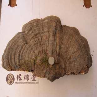  云南野生平盖灵芝 树舌 野生灵芝