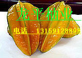  包邮 产地直销 红龙杨桃 杨桃台湾品种 甜杨桃 新鲜多汁 新鲜水果