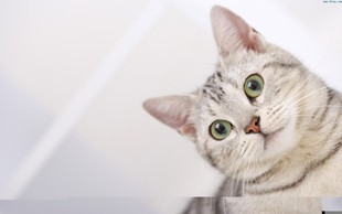 0.1元自动发货好评手机电脑壁纸一毛钱待机图