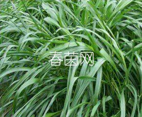 南方黑麦草种子 宽叶早熟多花黑麦草籽批发 进口牧草种子1斤