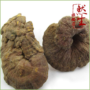  然生 野生红灵芝 云南原生态100%纯本色野生赤芝 富含孢子粉
