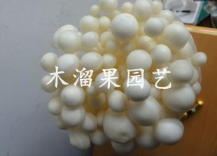 【金针菇】菌包 蘑菇菌菇食用菌家庭办公室阳