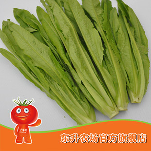  农场直供 东升有机油麦菜 鲜嫩油麦菜 火锅好料 广州配送(300克)