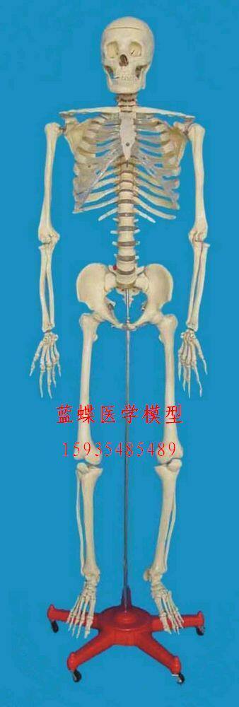 人体骨骼模型170cm 人体解剖模型 人体透明胸骨骨架 人体模型