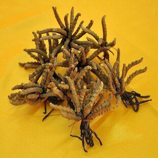 祖传秘方 纯中药 治疗 牛皮藓牛皮癣祖传药 银屑 特效药 无效退款