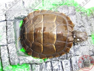 东锦龟 深水龟 东部锦龟 宠物龟 乌龟 水龟 4-5c
