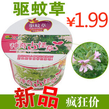 三金冠 盆式精装驱蚊草 家庭办公室迷你植物盆栽 80g