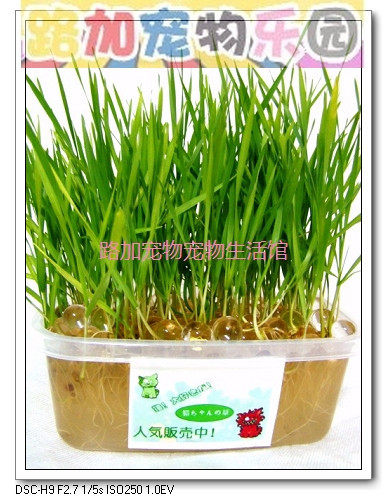 三冠实体店*路加宠物.特价水晶猫草种植套装附1500种子 热销万套