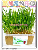 三冠实体店*路加宠物.特价水晶猫草种植套装送1500种子淘宝最低