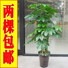 新绿洲仿真植物 仿真树 客厅 风水树 三杆招财 玉观音 全民疯抢GO