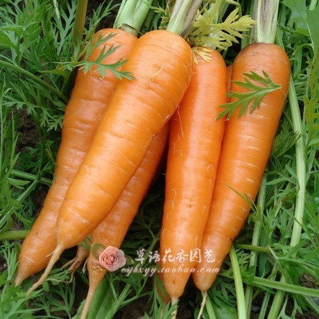 专业菜农蔬菜种子 超级九寸人参 胡萝卜种子 红