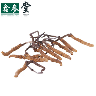  鑫参堂 西藏那曲12年 极品精选正品冬虫草新草 4条/克 特价赠礼品