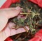 上下架计划:刺草花无激素成人宝宝婴儿孕妇神经性皮炎湿疹过敏荨麻疹根治特效
