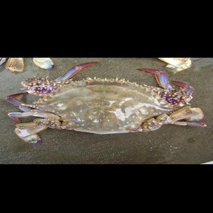  特价★海鲜 鲜活海蟹/梭子蟹/母螃蟹 肉肥 250g-400g 有皮筋哈