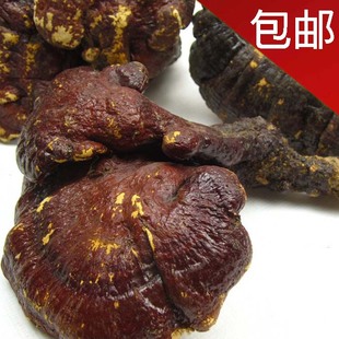  提高免疫力！云南特大特级野生赤芝 野生灵芝 12到14cm