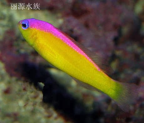 海水生物 海水鱼 双色草莓鱼-淘宝网