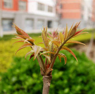  食用红香椿树苗250g 补阳滋阴助孕素树上蔬菜新鲜 今日秒杀菜市场