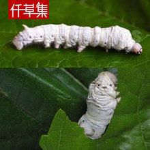 蚕桑叶/嫩桑叶/蚕宝宝饲料/桑叶新鲜/蚕饲料/蚕蚁嫩叶0.01元/片