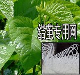 taobao english 14254370579