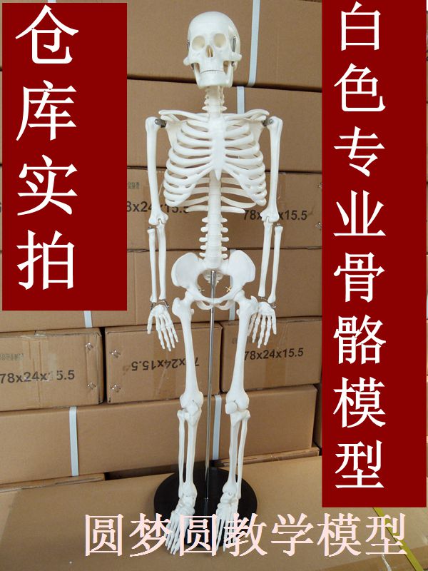 专业美术艺用医用标准 仿真人骨85cm人体骨骼骨架模型 脊柱模型
