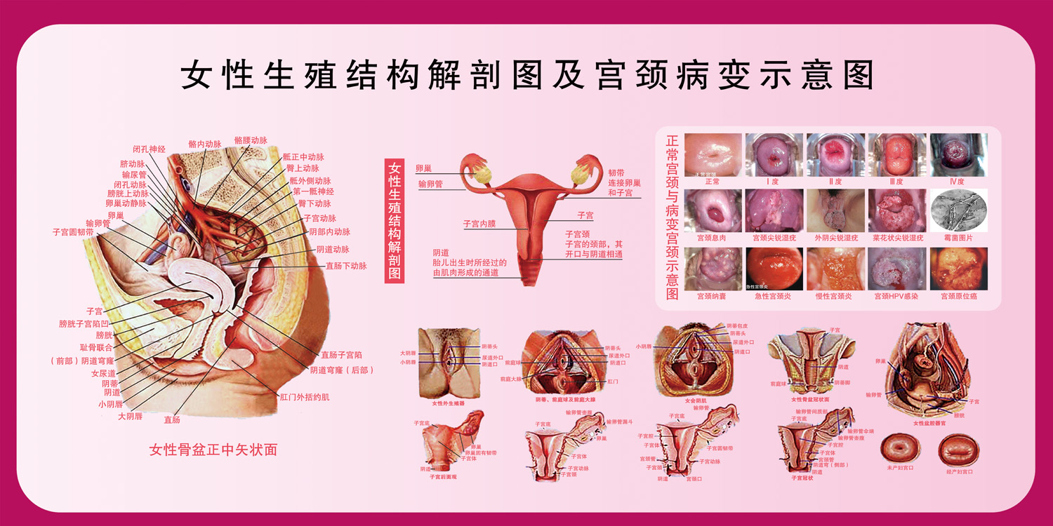 女性生殖系统示意图医学宣传挂图人体器官解剖图医院布置海报定制