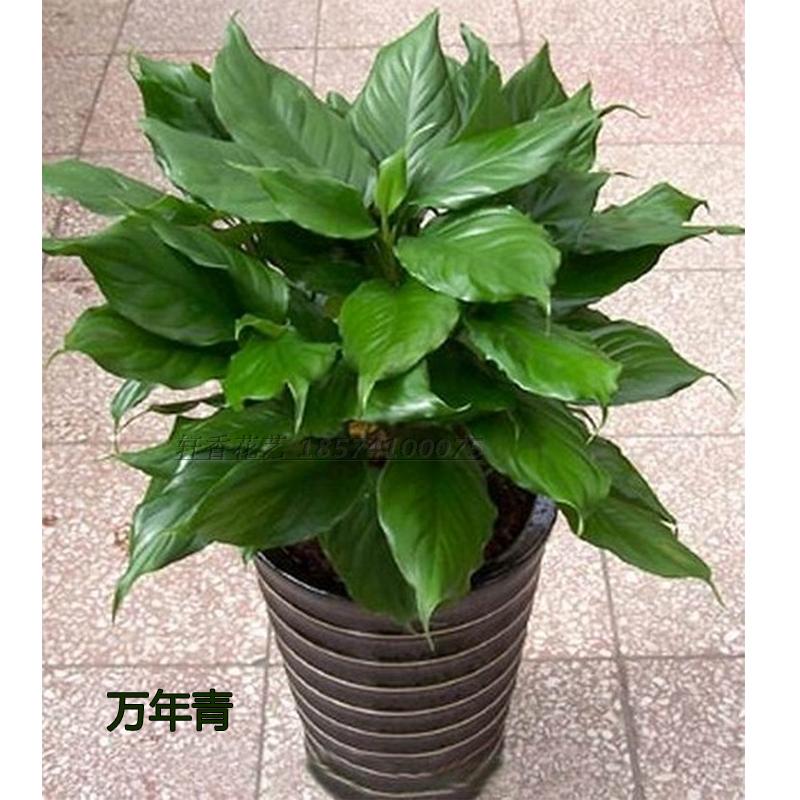 万年青 绿巨人银皇后盆栽 室内客厅大型盆景植物 绿植花卉 吸甲醛