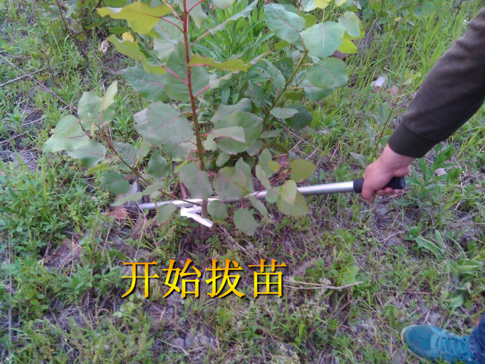 移苗器 拔棉器 拔苗器 挖苗器 取苗器 撬杆 凹钩 凹棍(簧板钢)|msdalam kategori penghantaran bunga/bunga simulasi/tumbuhan berkebun, Gardening Supplies, Peralatan Perkebunan lain - dari Buy2taobao.com untuk memberikan perkhidmatan ejen Taobao profesional membeli