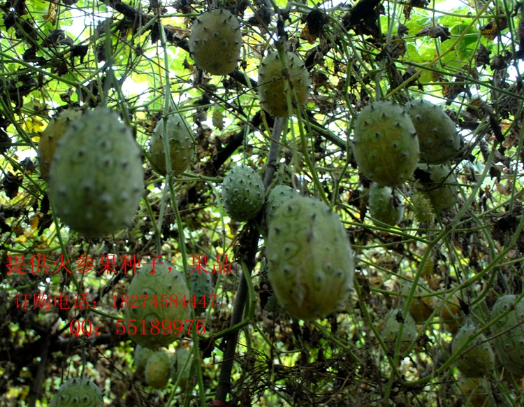 双冠信誉斗鱼映客全民TV种子KK唱响唱吧直播