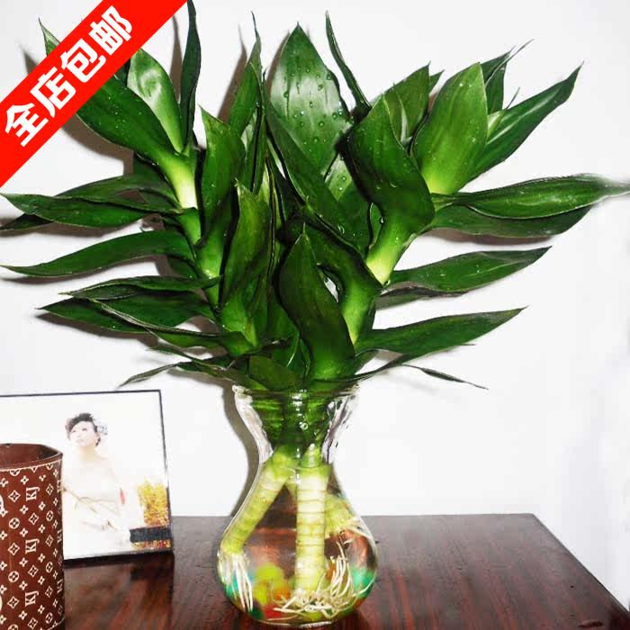 水培植物 富贵竹开运竹节节高 荷花竹观音竹盆栽办公盆景绿植