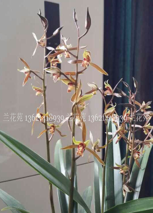 墨兰小香!报岁兰花 花极多 小巧可爱 花出架 浓香!|ruв категории доставка цветов/цветок моделирования/растения садоводства, цветок/растения в горшках (новый), цветок - от Buy2taobao.com для оказания профессиональной услуги покупки агента Taobao